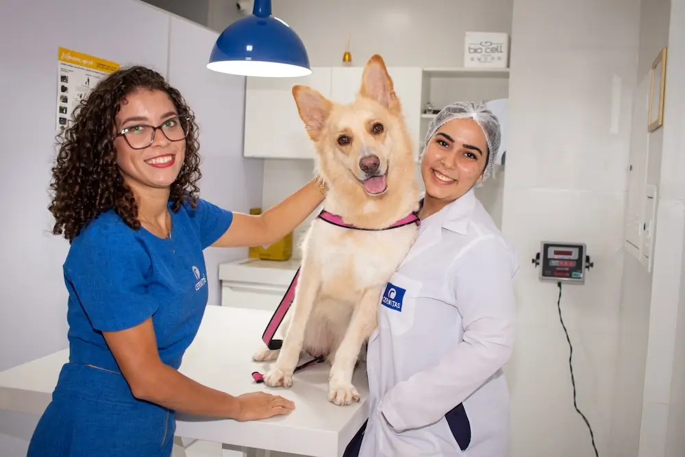 Realize exames de imagem de alta qualidade para seu pet na unidade Calhau do Cernitas